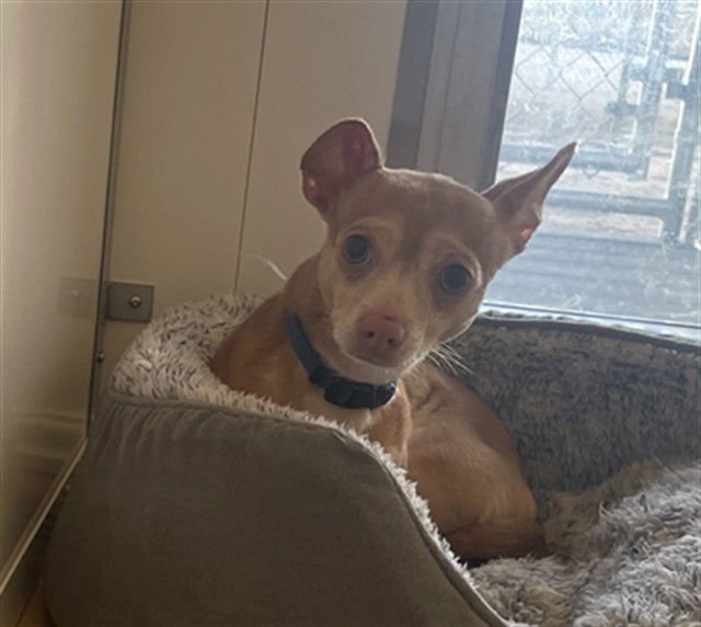 MONKEY - Chihuahua available for adoption