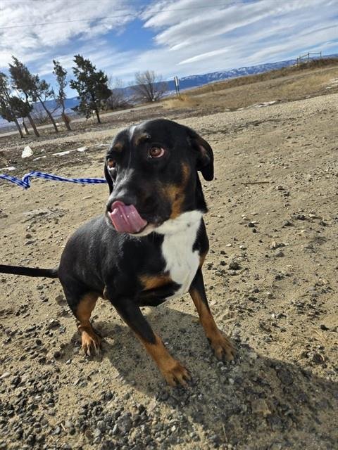 BEAR - Beagle available for adoption