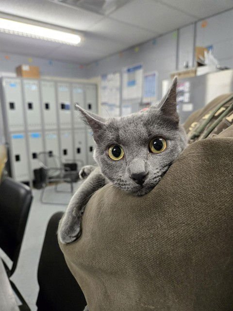 RACHEL - Domestic Short Hair available for adoption