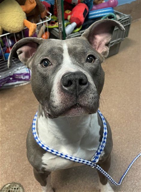 MARY - Pit Bull Terrier available for adoption