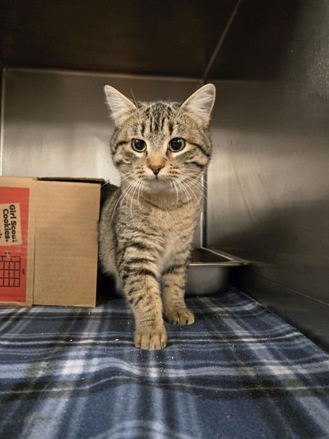 APHRODITE - Domestic Short Hair available for adoption