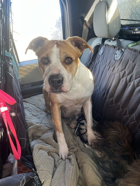 HARLEY - Pit Bull Terrier available for adoption