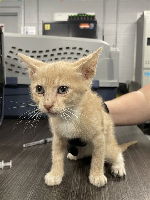 SPICE - Domestic Short Hair available for adoption