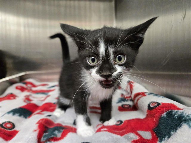 PISTACHIO - Domestic Short Hair available for adoption