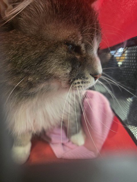 RICHARD - Domestic Long Hair for adoption in Casper