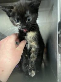 NYX - Photo 1