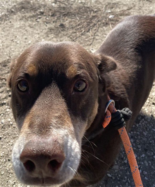 CLYDE - Dachshund / Boxer available for adoption