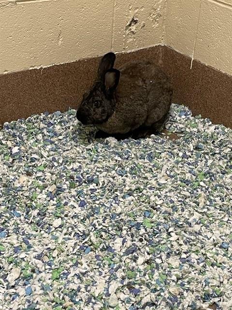 A122493 - Shorthaired Rabbit available for adoption