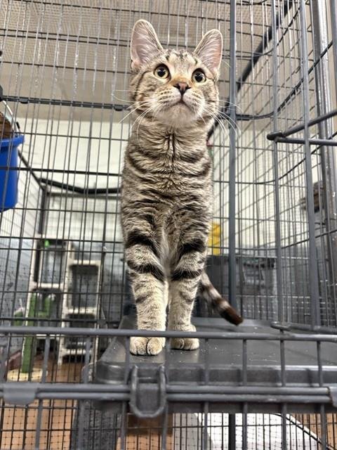 ENZO - Domestic Short Hair available for adoption