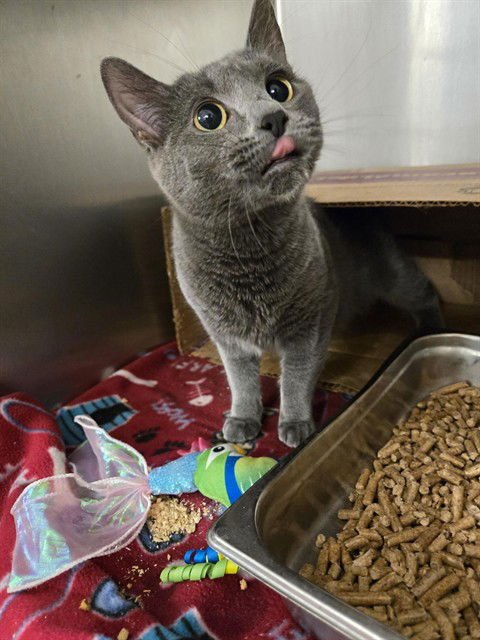 RUTH - Domestic Short Hair available for adoption