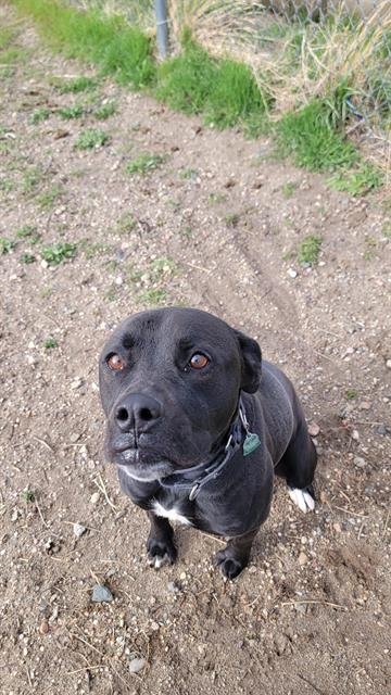 VENUS - Pit Bull Terrier available for adoption
