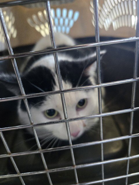 PATCH - Domestic Short Hair available for adoption