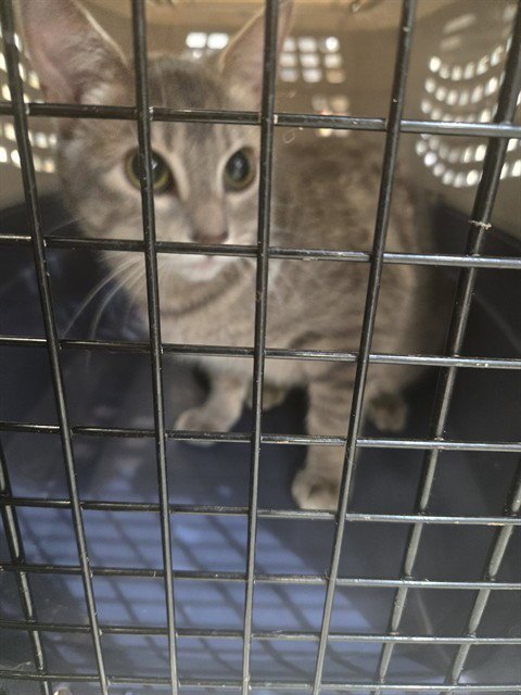 MOCHI - Domestic Short Hair for adoption in Casper