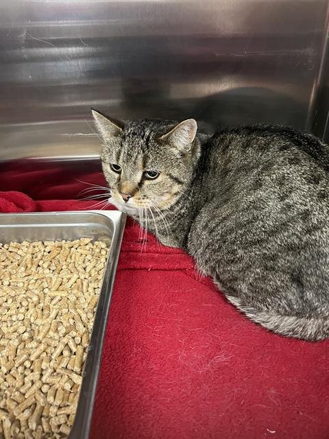 JUNO - Domestic Short Hair available for adoption