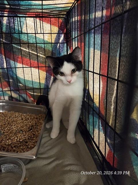 STARFIRE - Domestic Short Hair available for adoption
