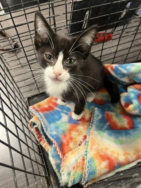 ZEPHYR - Domestic Short Hair available for adoption