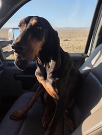 BUBBA J - Photo 1