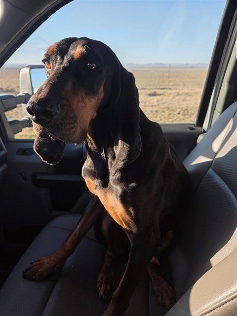 BUBBA J - Plott Hound available for adoption