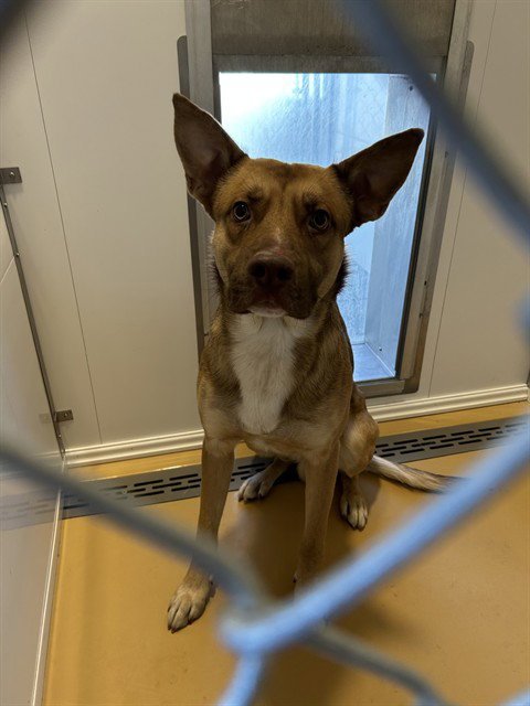 HUNTER - German Shepherd Dog available for adoption