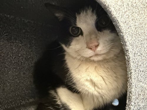 NUGGET - Domestic Short Hair for adoption in Casper