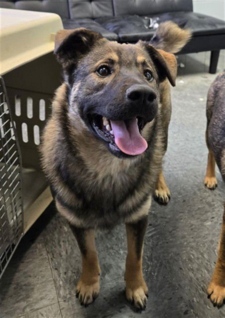 FINN - Norwegian Elkhound / German Shepherd Dog available for adoption