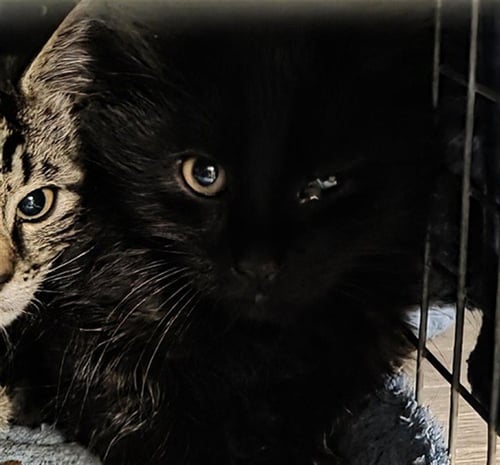 STEW - Domestic Short Hair available for adoption
