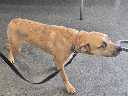 SHAGGY - Pit Bull Terrier for adoption in Casper