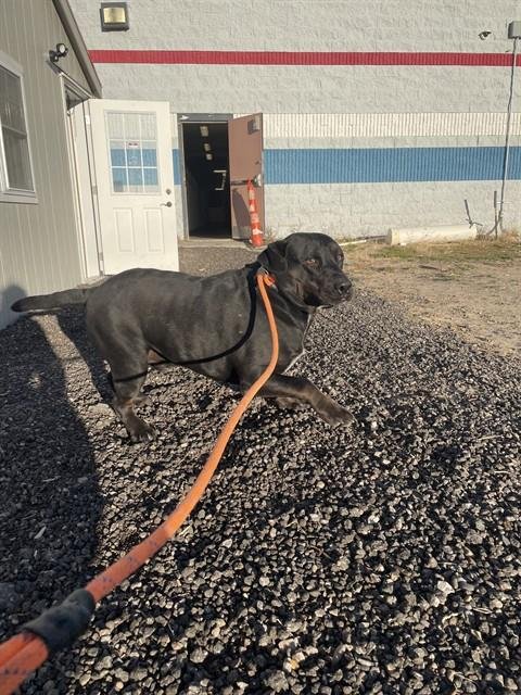 CHUNK - Labrador Retriever available for adoption