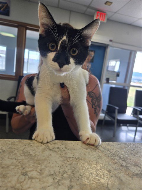 JERSEY - Domestic Short Hair available for adoption