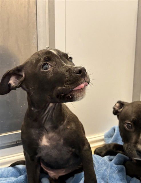 FRITZ - Pit Bull Terrier available for adoption