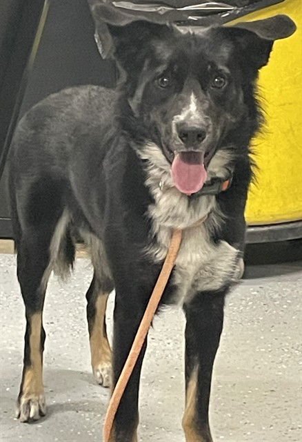COOP - Border Collie available for adoption