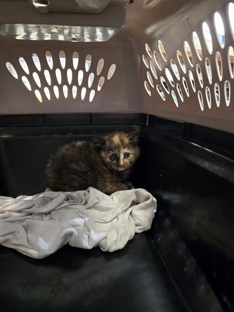 KIKI - Domestic Short Hair for adoption in Casper