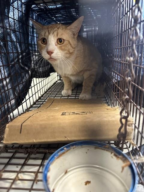 BRIGHT - Domestic Short Hair available for adoption