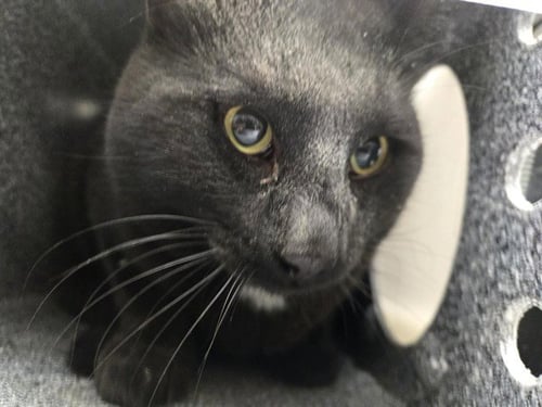 BURNS - Domestic Short Hair available for adoption