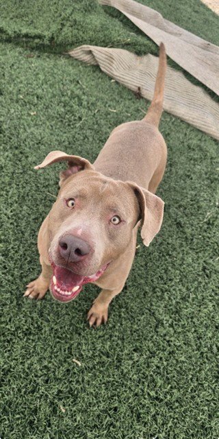 WHISKEY - Pit Bull Terrier for adoption in Casper