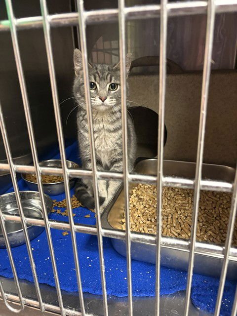 NOODLE - Domestic Short Hair available for adoption