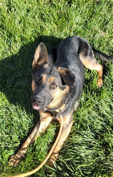 GERMANY - German Shepherd Dog available for adoption
