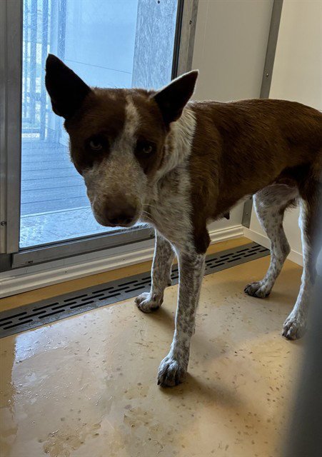 ELLA - Queensland Heeler for adoption in Casper