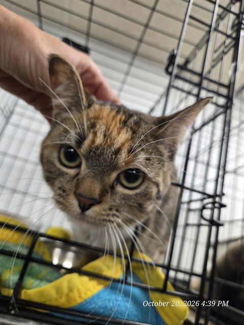 LITTLE BIT - Domestic Short Hair available for adoption