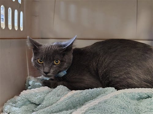 ASH - Domestic Short Hair available for adoption