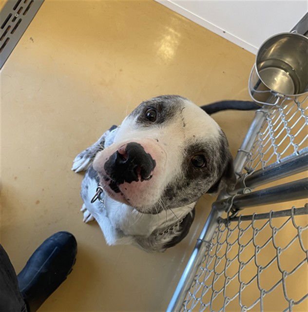 AUDI - Catahoula Leopard Dog / Pit Bull Terrier available for adoption