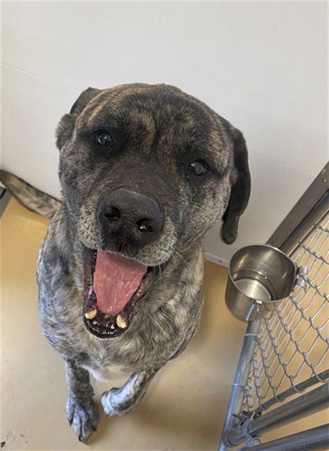 BUCK - Bullmastiff available for adoption