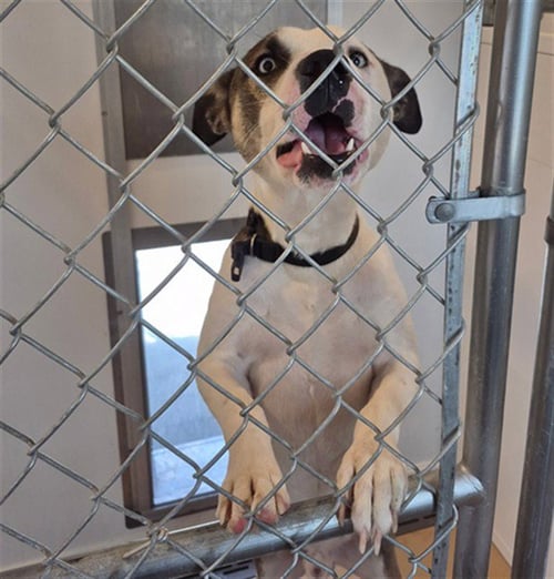 COOPER - Pit Bull Terrier available for adoption