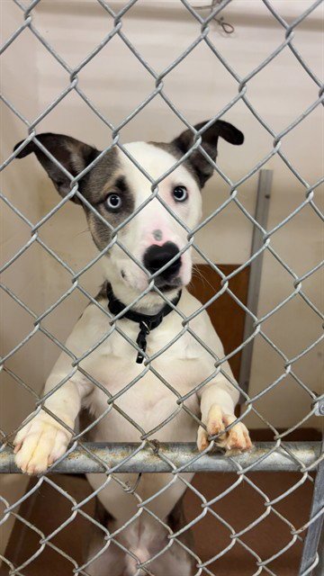COOPER - Pit Bull Terrier for adoption in Casper