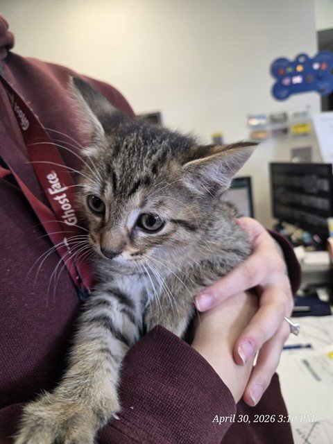 XANDER - Domestic Short Hair available for adoption