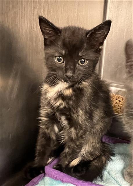 OBSIDIAN - Domestic Short Hair available for adoption