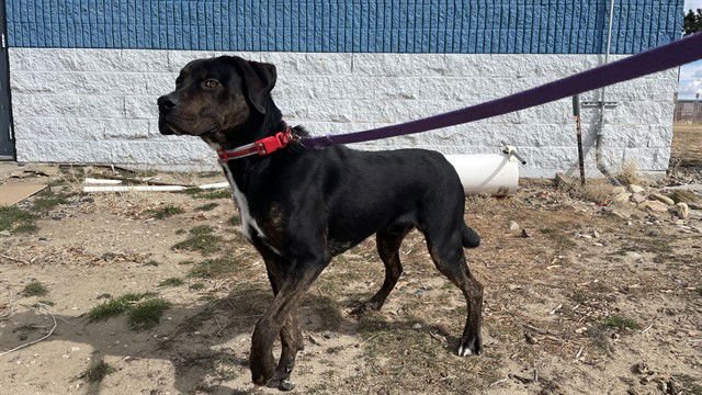 VADER - Rottweiler / Labrador Retriever available for adoption