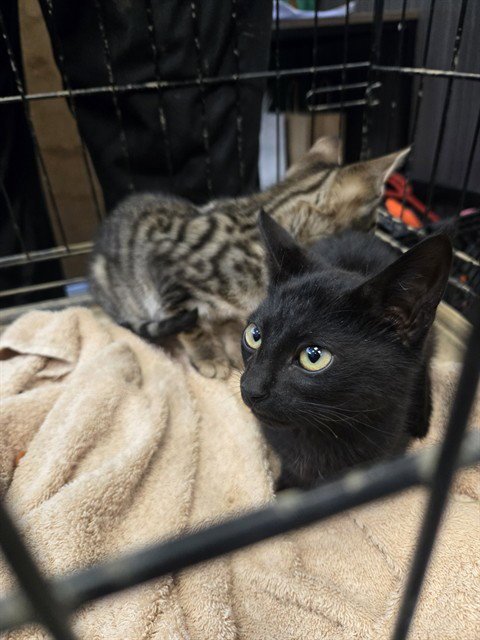KING - Domestic Short Hair for adoption in Casper