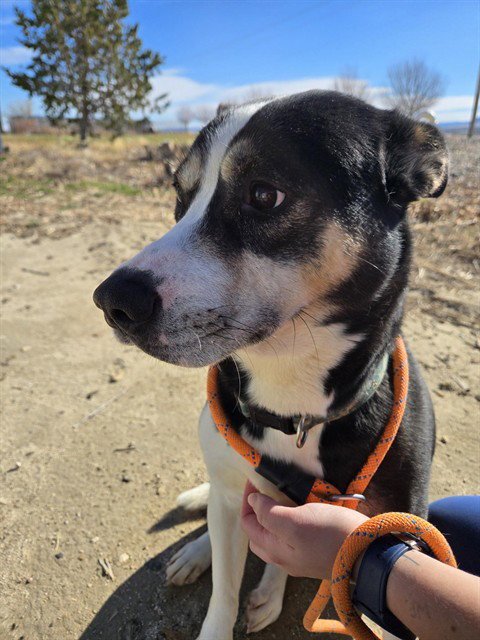 CHARLES - Australian Kelpie available for adoption