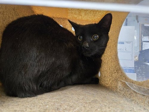 TWILIGHT - Domestic Short Hair available for adoption